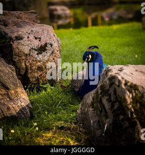 Ein schöner Pfau im park Stockfoto