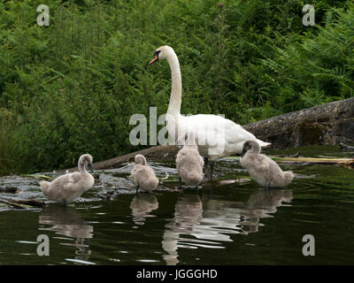 Höckerschwan (Cygnus Olor) erwachsenes Weibchen mit jungen Cygnets bei Bradgate Park, Leicestershire, England, UK Stockfoto