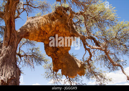 Giant Weaver Vogelnester in afrikanischen Baum, Namibia Stockfoto