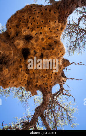 Giant Weaver Vogelnester in afrikanischen Baum, Namibia Stockfoto