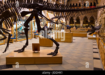 Museum der Naturgeschichte, Menschheit, Geologie, Zoologie, Oxford, Grat Großbritannien Oxford Stockfoto