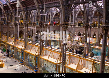 Museum der Naturgeschichte, Menschheit, Geologie, Zoologie, Oxford, Grat Großbritannien Oxford Stockfoto