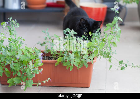 Nahaufnahme von Kraut Katze Mintor, grüne Katzenminze wächst in einem Behälter und schwarze Katze herumlaufen Stockfoto