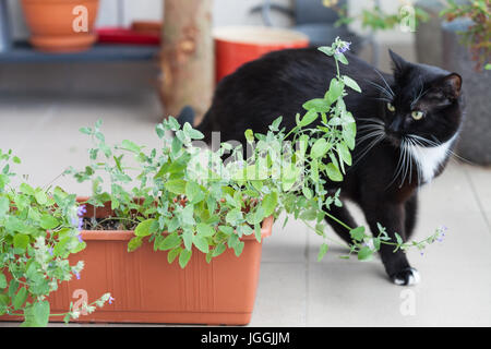 Nahaufnahme von Kraut Katze Mintor, grüne Katzenminze wächst in einem Behälter und schwarze Katze herumlaufen Stockfoto