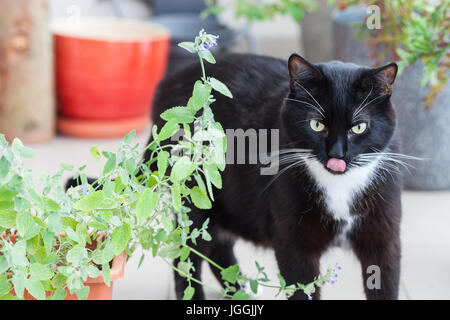 Nahaufnahme von Kraut Katze Mintor, grüne Katzenminze wächst in einem Behälter und schwarze Katze herumlaufen Stockfoto