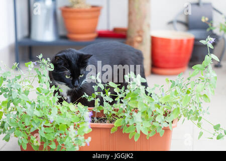 Nahaufnahme von Kraut Katze Mintor, grüne Katzenminze wächst in einem Behälter und schwarze Katze herumlaufen Stockfoto