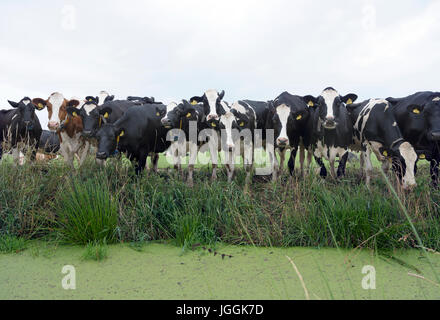 Reihe von schwarzen und weißen Kühe Stand am Graben voller Wasserlinsen im niederländischen Wiese in der Nähe von gouda Stockfoto
