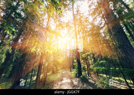 Die Sonne bricht durch Pinien. elektiven Fokus im Vordergrund Stockfoto