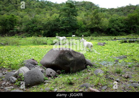 Wilde Pferde spielen in der Reserva Natural Miraflor, ein beliebtes Ausflugsziel in der Nähe von Esteli in den nördlichen Bergen von Nicaragua Stockfoto