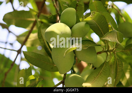 Nahaufnahme von Mangos auf einem Mangobaum auf Ukulhas, Malediven Stockfoto