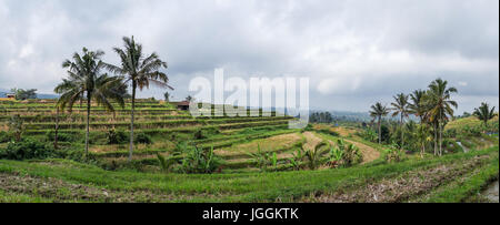 Panoramablick über Reisterrassen, Bali Insel Jatiluwih, Indonesien Stockfoto