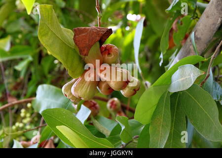 Mangos auf einem Mangobaum auf Ukulhas, Malediven Stockfoto