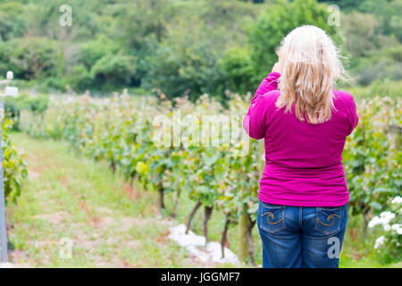 Ein Weinprüfer Aufnahme eines Trauben wachsen auf Reben am Award Gewinner und beliebte Camel Valley Weinberg in Bodmin, Cornwall, England Stockfoto