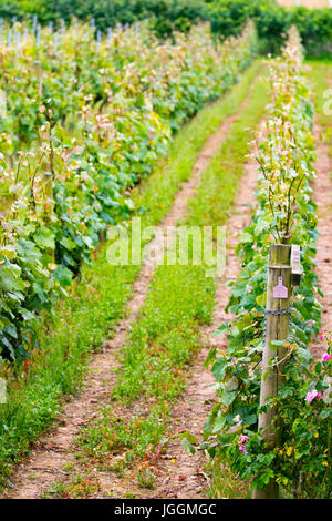 Üppige Weinreben wachsen in Reihen an der renommierten und preisgekrönten Camel Valley Weinberg in der Nähe von Bodmin in England Stockfoto