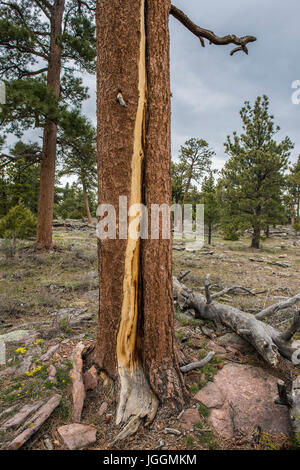 Beleuchtung Streik Schaden, der Gelb-Kiefer (Pinus Ponderosa), Flaming Gorge Erholungsgebiet, Utah, USA von Bruce Montagne Stockfoto