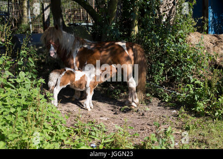 Ein Baby-Pony ist seine Mutter Milch Pflege Stockfoto