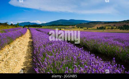 Lavendelfelder in der Nähe von Sault in der PROVENCE Stockfoto