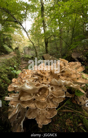 Henne of the Woods; Grifola frondosa; Kennall Vale; Cornwall; Großbritannien Stockfoto