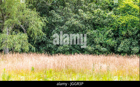 hohe Gräser wachsen gegen grüne Bäume im östlichen Long Island, ny Stockfoto