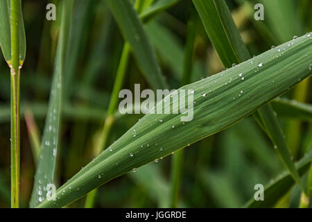 Auf ein grünes Blatt mit einem Rohrstock bestreut Tropfen Tau Stockfoto