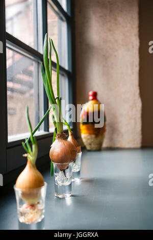 Grüne Frühlingszwiebeln skallions auf der Fensterbank im Glas mit Wasser Stockfoto