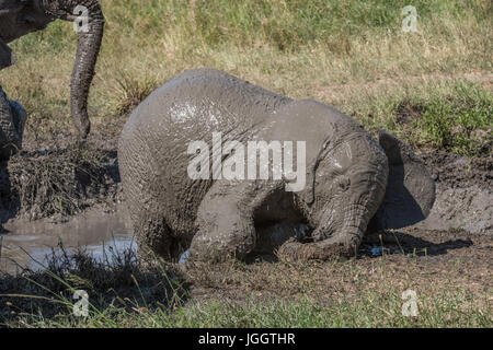 Schlammigen Elefantenbaby, See Masek, Tansania Stockfoto