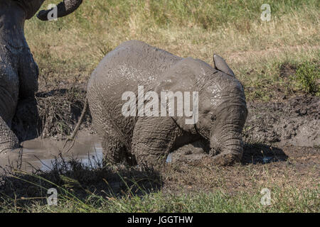 Schlammigen Elefantenbaby, See Masek, Tansania Stockfoto