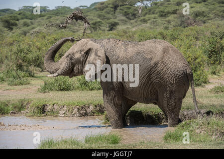 Elefanten Baden, See Masek, Tansania Stockfoto