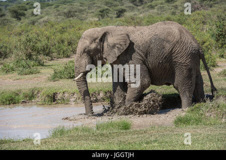 Elefanten Baden, See Masek, Tansania Stockfoto