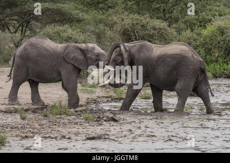 Elefanten-sparring, See Masek, Tansania Stockfoto