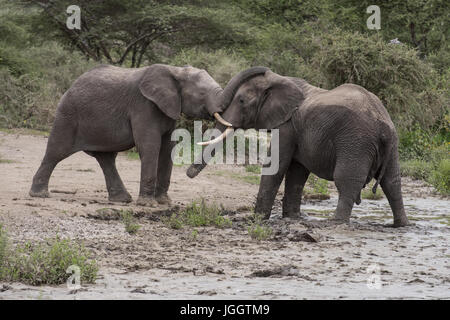 Elefanten-sparring, See Masek, Tansania Stockfoto