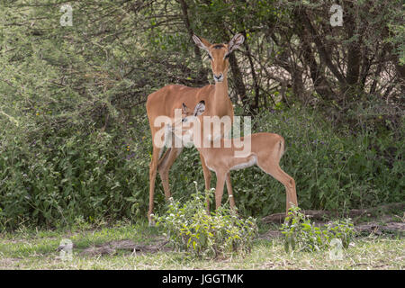 Impala Ewe und Kalb, Ngorongoro Conservation Area, Tansania Stockfoto