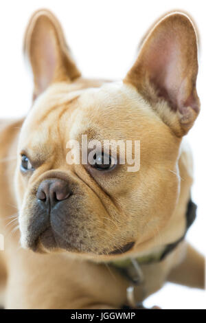 Französische Bulldogge Kopf isoliert. Stockfoto