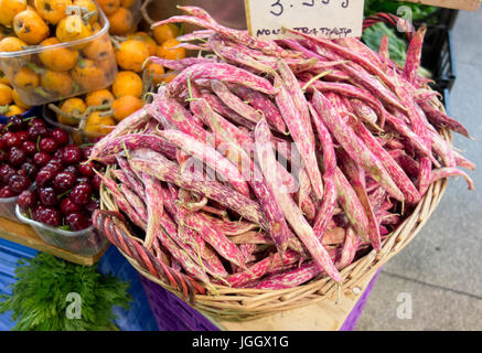 Die Cranberry Bohne, auch bekannt als die Borlotti Bohnen, römische Bohne oder Romano Bohne, Saluggia Bohne oder Rosecoco Bohne. Stockfoto