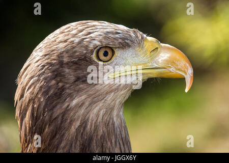 Nahaufnahme von einem Meer-Seeadler (Haliaeetus Horste), Frankreich Stockfoto