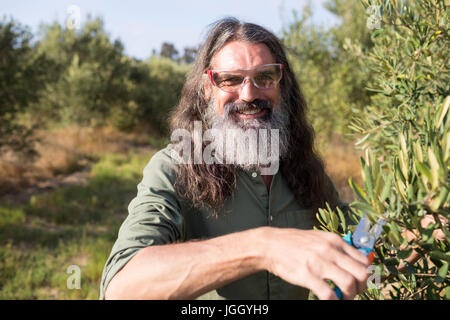 Porträt von glücklicher Mann Beschneidung Oliven Baum im Hof an einem sonnigen Tag Stockfoto