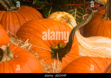 Heller Herbst Kürbisse-Weihnachtsschmuck "oder" bereit für die Ernte Essen Stockfoto