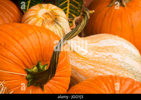 Heller Herbst Kürbisse-Weihnachtsschmuck "oder" bereit für die Ernte Essen Stockfoto