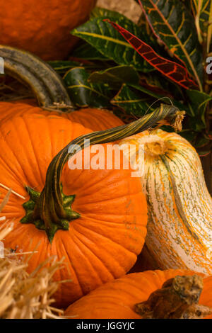 Heller Herbst Kürbisse-Weihnachtsschmuck "oder" bereit für die Ernte Essen Stockfoto