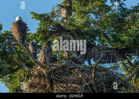 Weißkopf-Seeadler-Familie mit Red Tailed Hawk am Nest an der Robert Bay-Sidney, British Columbia, Kanada. Stockfoto