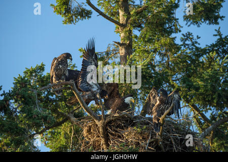 Weißkopf-Seeadler-Familie mit Red Tailed Hawk am Nest an der Robert Bay-Sidney, British Columbia, Kanada. Stockfoto