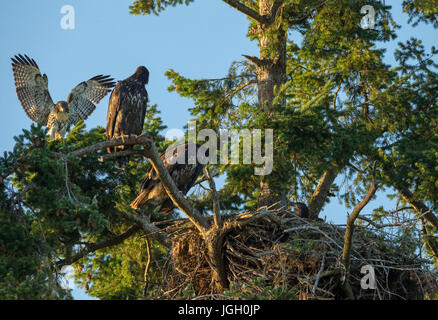 Weißkopf-Seeadler-Familie mit Red Tailed Hawk am Nest an der Robert Bay-Sidney, British Columbia, Kanada. Stockfoto