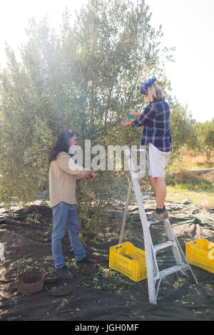 Paar Rebschnitt Oliven Baum im Hof an einem sonnigen Tag Stockfoto