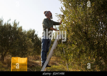 Mann, die Ernte der Oliven vom Baum im Hof Stockfoto