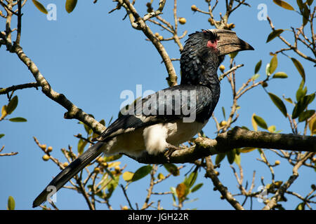 Trompeter Hornbill, Bycanistes Bucinator, thront auf einem Ast im Dlinza Wald, Eshowe Stockfoto