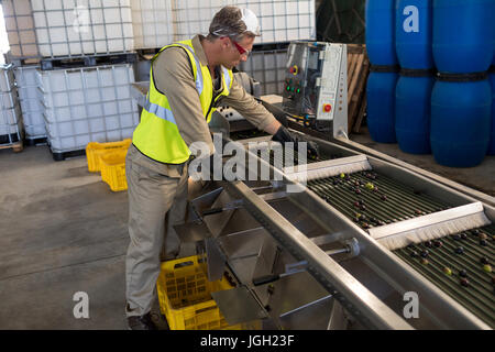 Techniker Prüfung Olive auf Förderband in Öl-Fabrik Stockfoto