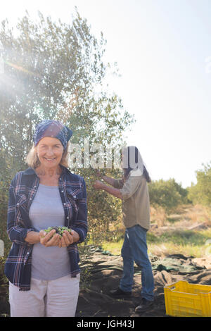 Frau mit geernteten Oliven während Mann im Hintergrund arbeitet, an einem sonnigen Tag Stockfoto