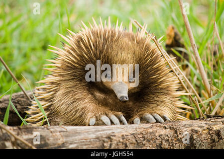 Echidna aus Sugarloaf Reservoir Stockfoto