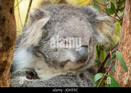 Koala im Baum in Healesville Sanctuary Stockfoto