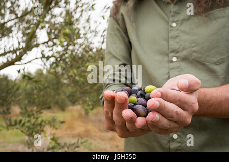 Mittelteil des Mannes hält geerntete Oliven in Hof Stockfoto